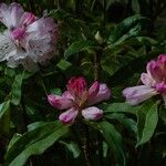 Rhododendron pachytrichum Λουλούδι