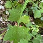 Lactuca muralis Likasa