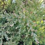 Leptospermum laevigatum Likasa