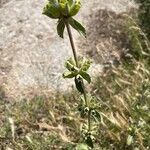 Sideritis montana Plod