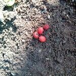 Erythrina corallodendrum Fruit