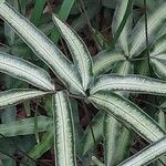 Pteris cretica Leaf