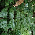 Triplophyllum buchholzii Hoja