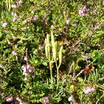 Lycopodium tristachyum Habitus