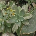 Graptopetalum paraguayense Foglia