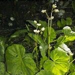 Begonia sericoneura Агульны выгляд