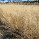 Muhlenbergia capillaris Folla