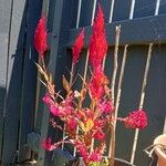 Amaranthus cruentus Fleur