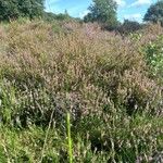 Calluna vulgaris Hábitos