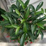 Ardisia crenata برگ