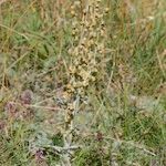 Artemisia armeniaca Celota