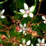 Saxifraga hirsuta Flor