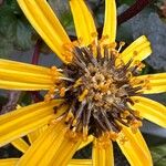 Ligularia dentata Flower