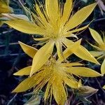 Mentzelia multiflora 花