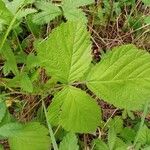 Rubus camptostachys Folha