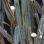 Cereus hexagonus Leaf