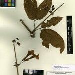Tanaecium bilabiatum Kita