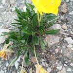 Oenothera macrocarpa Çiçek