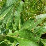 Verbascum lychnitis Blad