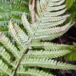 Dryopteris affinisBlatt