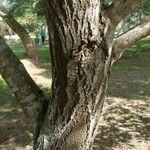 Handroanthus heptaphyllus Casca