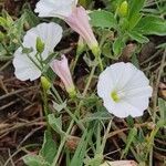 Convolvulus arvensisCvet