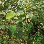 Homalanthus populifolius Lehti