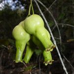 Syzygium laxeracemosum Meyve