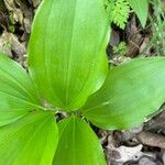 Polygonatum latifolium 葉