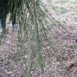 Casuarina cunninghamiana Blad