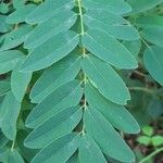 Amorpha fruticosa Leaf