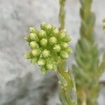 Petrosedum sediforme Blomst