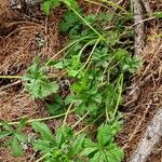 Potentilla thuringiaca आदत