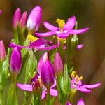 Centaurium tenuiflorum Kukka