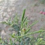 Cistus calycinus Feuille