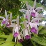 Cattleya intermedia Blomma