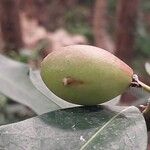 Acokanthera oppositifolia Fruit