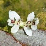 Aponogeton distachyos Flor