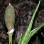 Philodendron rothschuhianum Frucht