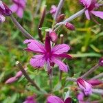 Epilobium dodonaeiFlower