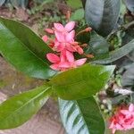 Ixora chinensisVirág