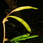 Calliandra bijuga Gyümölcs