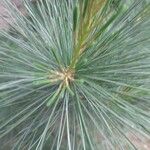 Pinus strobus List