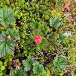 Rubus chamaemorus Φρούτο