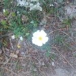 Cistus salviifolius Virág