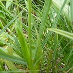 Tofieldia calyculata Leaf