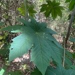 Ricinus communisഇല