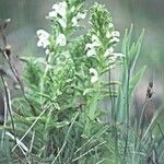 Pedicularis crenulata