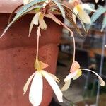 Begonia boliviensisΛουλούδι