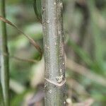 Montanoa hibiscifolia Coajă